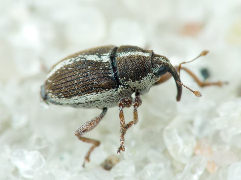 Oprohinus suturalis (Fabricius, 1775)